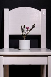 Nature morte simple blanc sur tolitoy creations