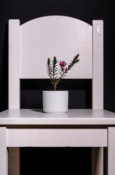 Still Life Simple White by tolitoy creations