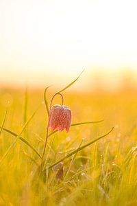 Schlangenkopf-Perlmutterfalter auf einer Wiese bei Sonnenaufgang