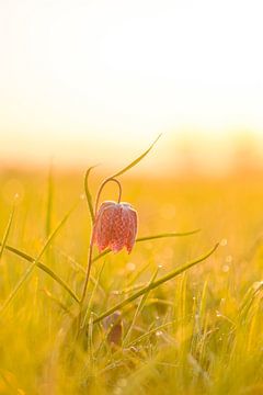 Kievitsbloem in een weiland tijdens zonsopgang van Sjoerd van der Wal Fotografie