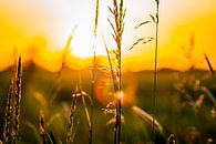 Graanveld bij zonsondergang met goudkleurige gloed van Jan Hermsen thumbnail