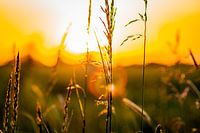 Grain field at sunset with a golden glow