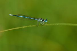 blue damselfly by Karin Jähne