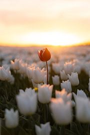 Die rote Tulpe von Manon Huls