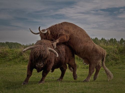 Schottische Hochlandbewohner von Henri Ton