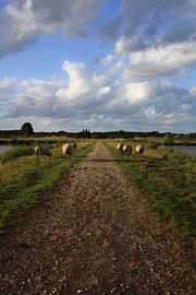 Sommerwanderung im Porträt - Landstraße mit weidenden Schafen von Masterpiece Living
