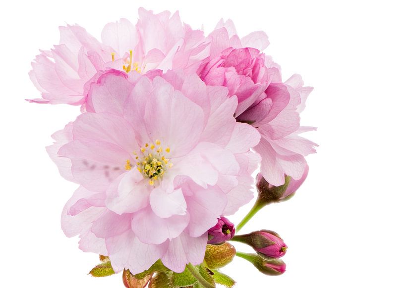 Photo macro des fleurs de cerisier rose d'un cerisier d'ornement par ManfredFotos