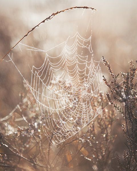 Morning dew on the heath by Bram Martens