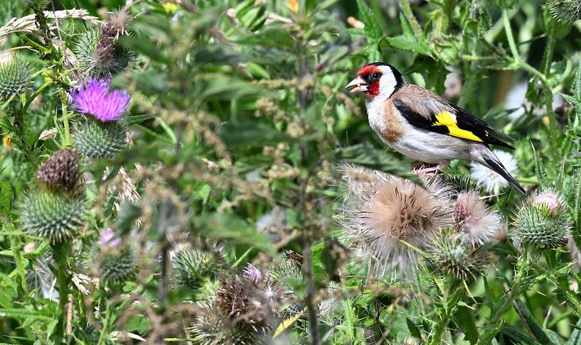 Bullfinch by Petra De Jonge