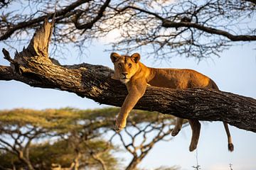 Détendez-vous... comme un lion dans un arbre