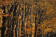 Herfstkleurig bos van Jeroen Kleiberg thumbnail