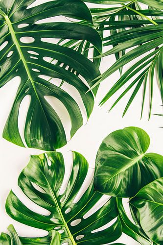 Monstera