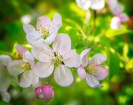 Frühling - Blüten von einem Apfelbaum von ManfredFotos