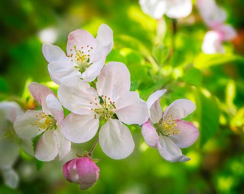 Lente - bloesem van een appelboom