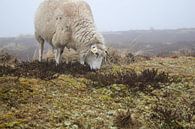 Sheep by Florian Kampes thumbnail
