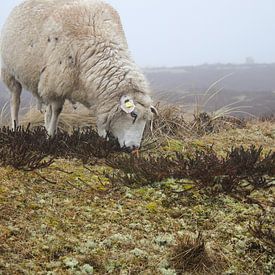 Schaf von Florian Kampes