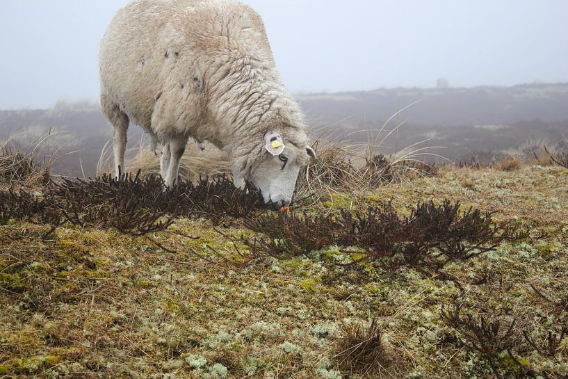 Schaf von Florian Kampes