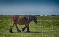 Le cheval dans le paysage zélandais