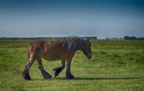 Paard in Zeeuws Landschap