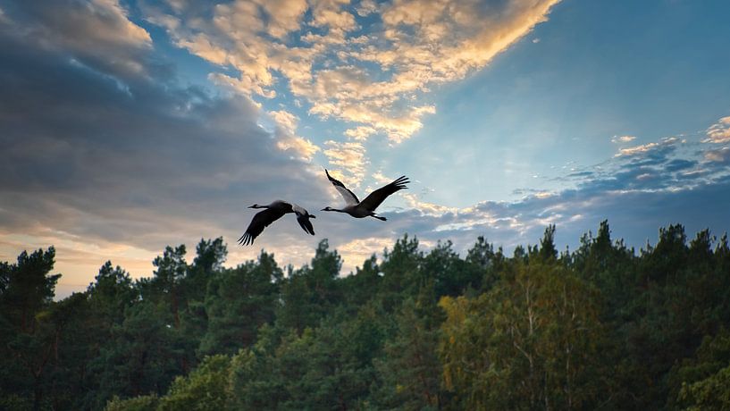 Cranes fly over a forest by Martin Köbsch