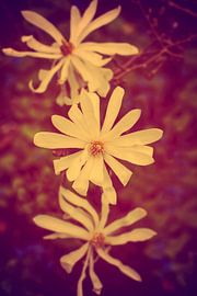 Trio von blühenden Magnolienblüten von Ribbi