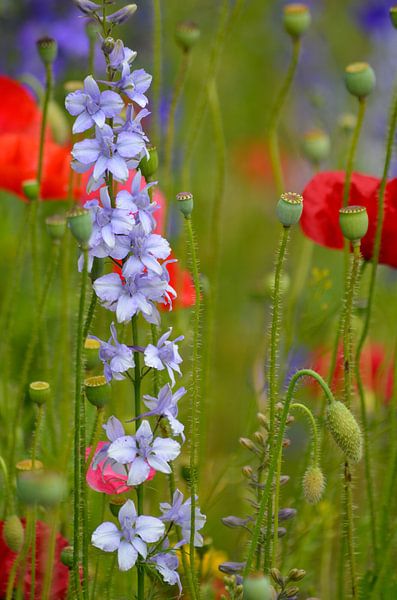 Ridderspoor tussen de papaver by Yvonne van der Meij