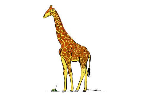 Farbe Giraffe