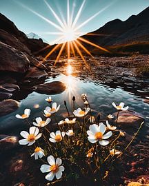 A blaze of colour in summer