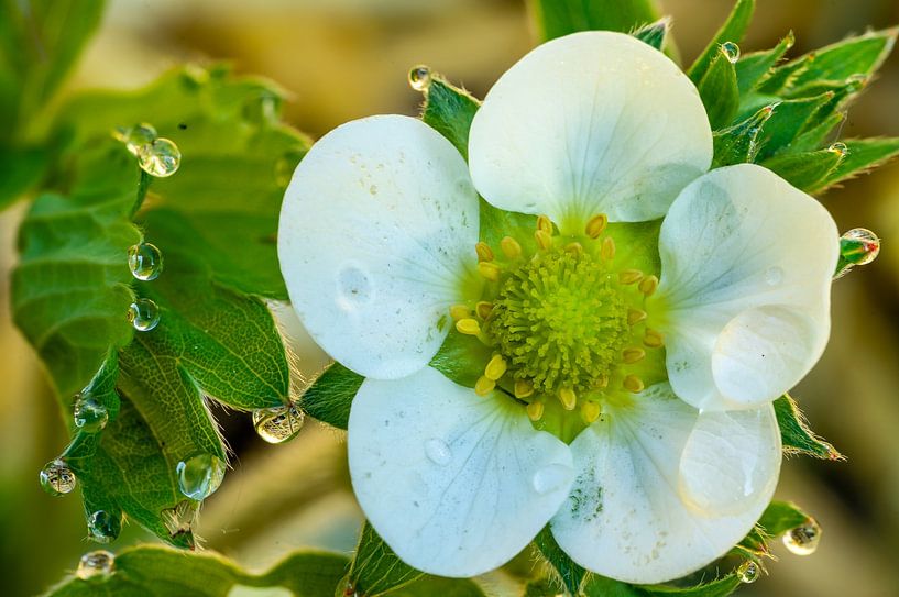 Macro-opname van een aardbeibloesem van Animaflora PicsStock