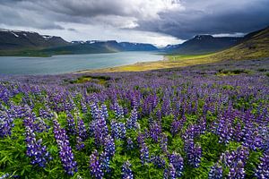 Bloeiende lupines in het Dýrafjörður, IJsland