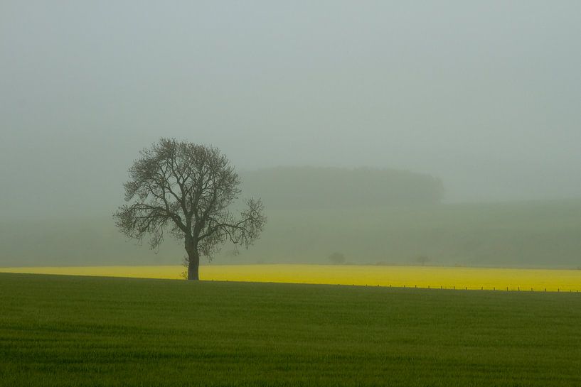 Boom in de mist von René Groenendijk