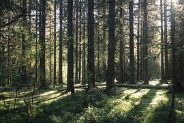 Not seeing the forest for the trees (but the sun for the trees) by Emmelot Linssen