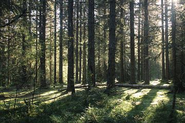 Not seeing the forest for the trees (but the sun for the trees)