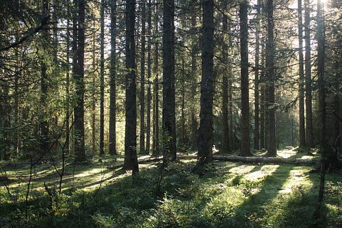 Den Wald vor lauter Bäumen nicht sehen (aber die Sonne vor lauter Bäumen)