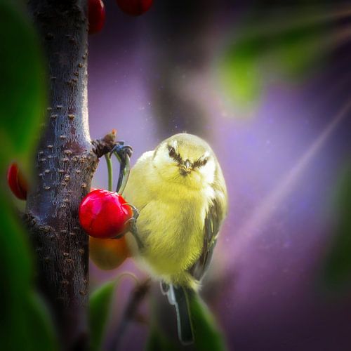 Mésange bleue mangeant des cerises