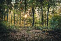 Forest walk in the deciduous forest