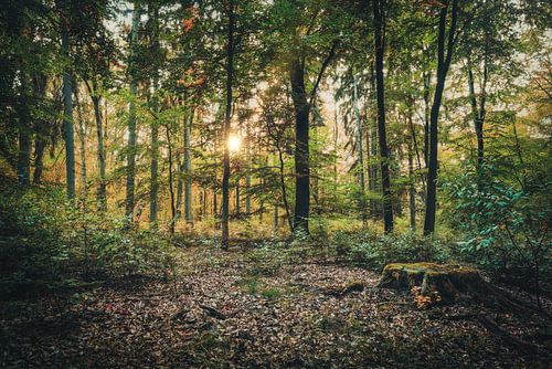 Boswandeling in het loofbos