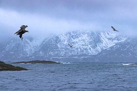 Ein majestätischer Seeadler gleitet über das ruhige Wasser des Trollfjords auf den Lofoten in Norwegen von PhotoCluster
