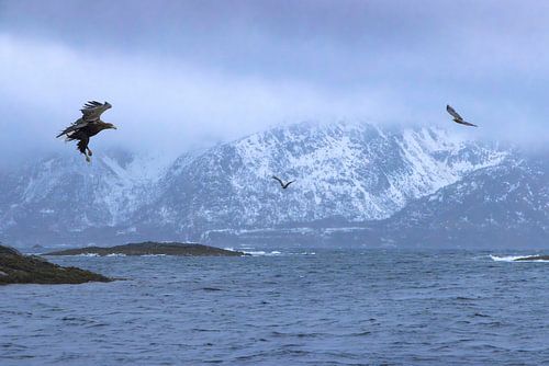 Majestic White-Tailed Sea Eagle Gliding Over the Tranquil Waters of Trollfjord, Lofoten, Norway
