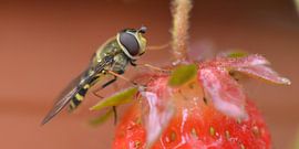 strawberry by Corinne Alferink