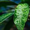 Wassertropfen auf einem grünen Blatt von Jan Klijn