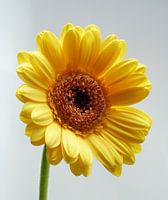 Gerbera