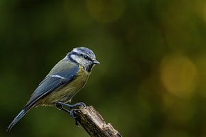 Serie Blaumeisen