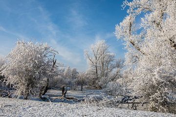 Winterlandschap met besneeuwde bomen van t.ART