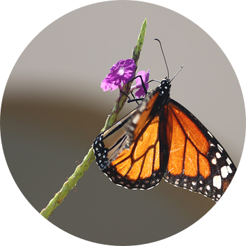 Monarch butterfly Bonaire mooie vlinder van Silvia Weenink