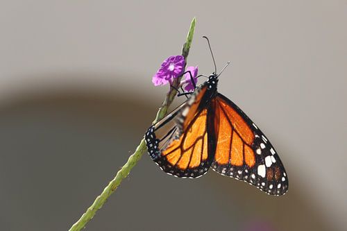 Monarch butterfly Bonaire mooie vlinder