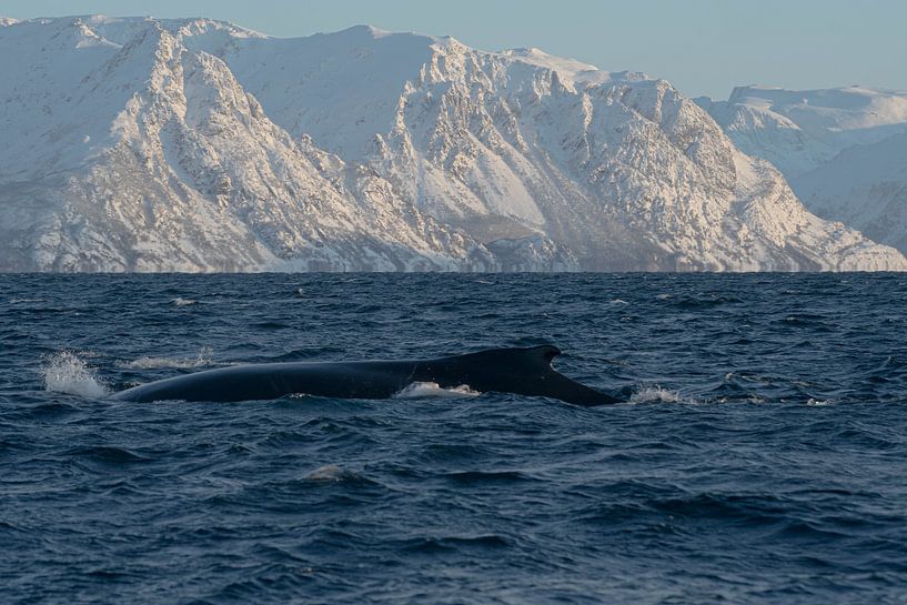 Humpback by Merijn Loch