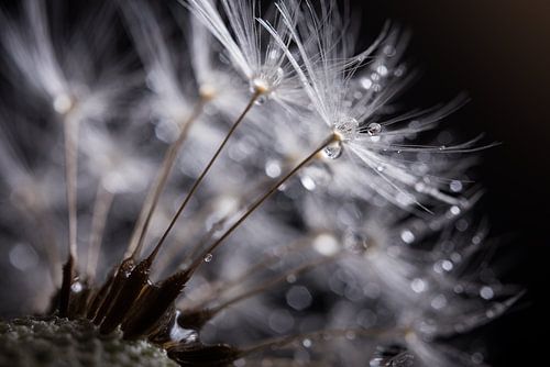 Een paardenbloem: Pluisjes op een pluizenbol met druppeltjes