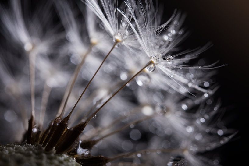 A dandelion: Fluff on a ball of fluff with droplets by Marjolijn van den Berg