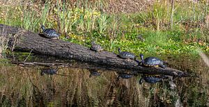 Sonnenbadende Schildkröten